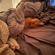 Dilly joined the competition — help win amazing prizes! bed, blanket, cat, comfort, cozy, curtains, fur, furniture, home, indoor, orange_cat, paws, pet, red_collar, relaxation, resting, sleep, sleeping, soft, warm_light