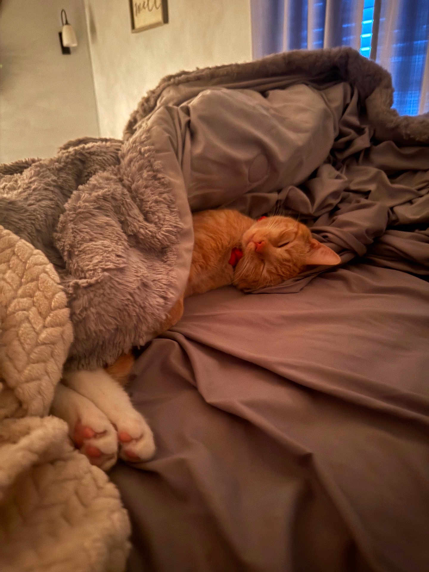 Dilly joined the competition — help win amazing prizes! bed, blanket, cat, comfort, cozy, curtains, fur, furniture, home, indoor, orange_cat, paws, pet, red_collar, relaxation, resting, sleep, sleeping, soft, warm_light