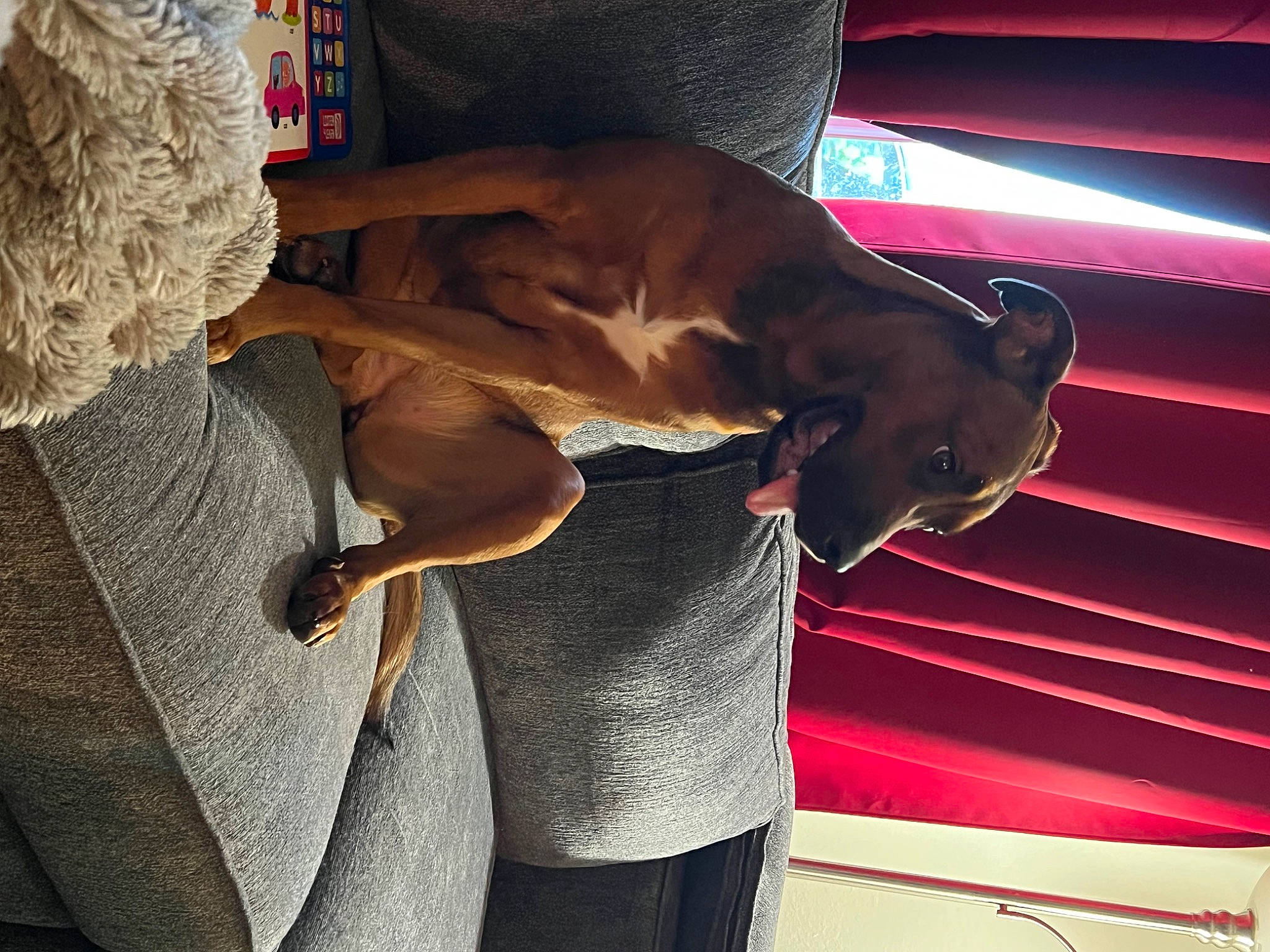 Nirmala joined the competition — help win amazing prizes! canidae, carnivore, comfort, companion_dog, couch, dog, dog_breed, ear, fawn, human_leg, linens, liver, mammal, room, snout, sporting_group, textile, weimaraner, wood, working_animal