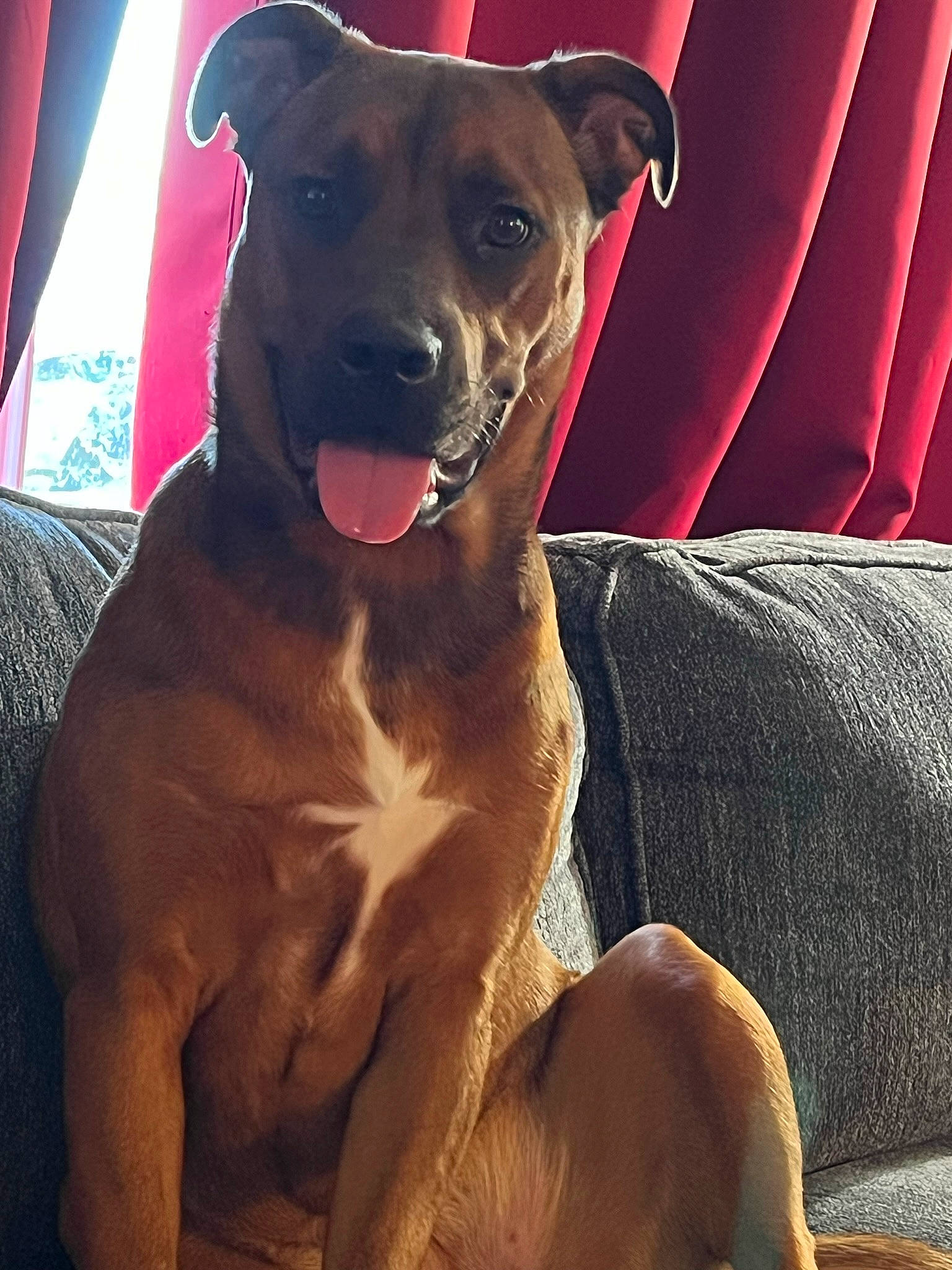 Nirmala is registered to the contest to win money with this photo: canidae, carnivore, collar, comfort, companion_dog, dog, dog_breed, dog_collar, ear, eye, fawn, head, light, liver, pet_supply, snout, sporting_group, weimaraner, whiskers, working_animal