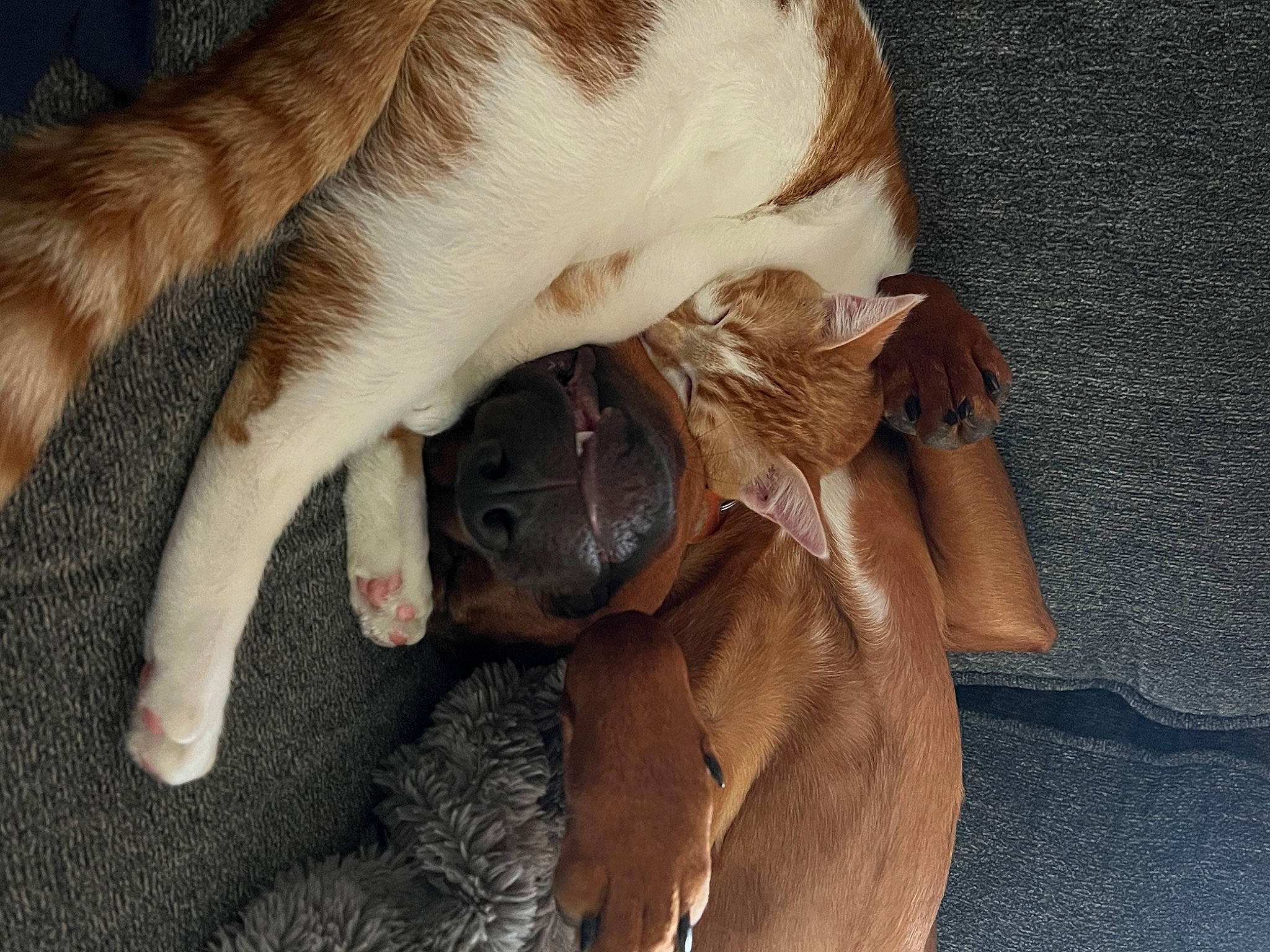 Nirmala joined the competition — help win amazing prizes! carnivore, claw, comfort, companion_dog, dog, dog_breed, ear, fawn, felidae, fur, liver, nap, paw, small_to_medium_sized_cats, snout, sporting_group, tail, whiskers, working_animal, wrinkle