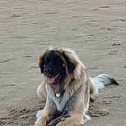 Vaia a rejoint le concours — aidez-le/la à gagner de superbes lots ! dog, sand, beach, stick, animal, canine, outdoor, panting, fur, pet, lying_down, happy, nature, playful, collar, mammal, tongue, friendly, resting, daytime