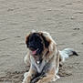 dog, sand, beach, stick, animal, canine, outdoor, panting, fur, pet, lying_down, happy, nature, playful, collar, mammal, tongue, friendly, resting, daytime