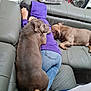 animal, brown_dog, casual_clothing, companion, couch, cozy, dog, friendship, furniture, home, indoor, jeans, leather_couch, nap, person, pet, purple_hoodie, relaxing, resting, sleeping