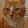 Luffy joined the competition — help win amazing prizes! cat, orange_cat, tabby, white_chest, pet, animal, feline, close_up, portrait, sitting, indoors, bathroom, sink, tiles, shower, whiskers, ears, eyes, fur, snack_wrapper