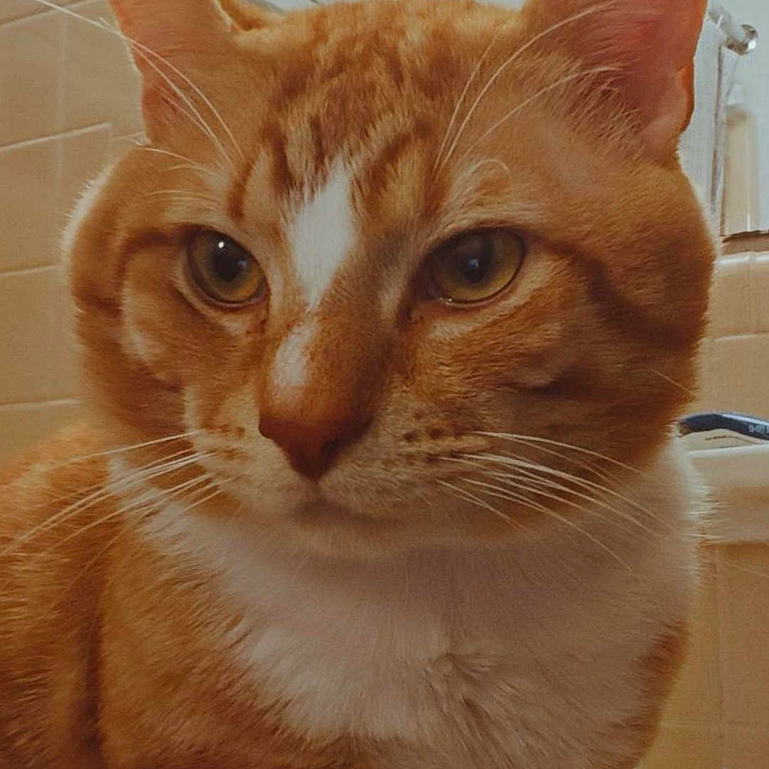 Luffy joined the competition — help win amazing prizes! cat, orange_cat, tabby, white_chest, pet, animal, feline, close_up, portrait, sitting, indoors, bathroom, sink, tiles, shower, whiskers, ears, eyes, fur, snack_wrapper