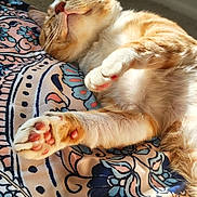 Luffy is registered to the contest to win money with this photo: cat, orange_cat, sleeping, relaxed, fluffy, pet, animal, paws, pink_toe_beans, whiskers, belly, sunlight, bedroom, blanket, patterned_fabric, indoors, cute, close_up, resting, nap