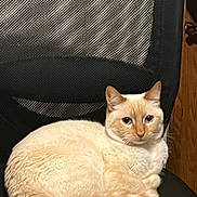 Buttercup joined the competition — help win amazing prizes! cat, cream_colored, feline, pet, indoor, chair, mesh_chair, black_chair, wooden_background, relaxed, seated, looking_at_camera, fur, whiskers, animal, domestic_animal, cute, calm, resting, close_up