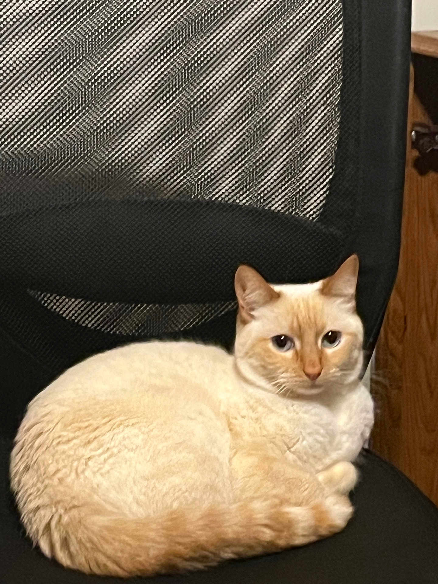 Buttercup
