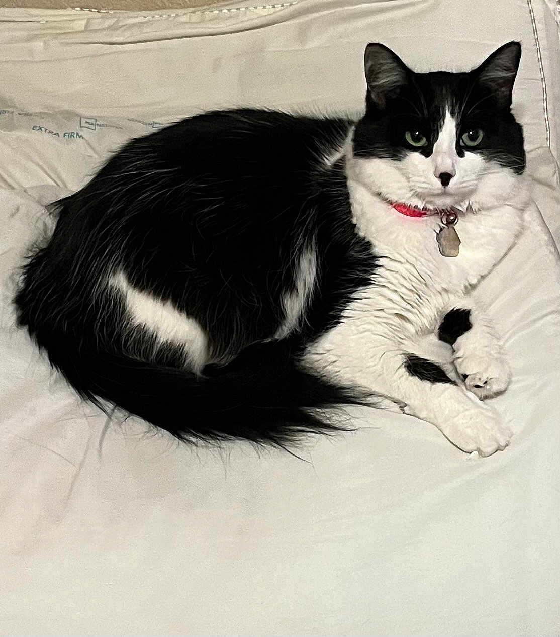 Penelope
