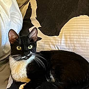 Coco joined the competition — help win amazing prizes! cat, tuxedo_cat, heterochromia, pillow, silhouette, black_and_white, whiskers, indoor, pet, resting, fur, animal, cute, relaxing, cushion, closeup, portrait, eye_contact, feline, domestic_animal