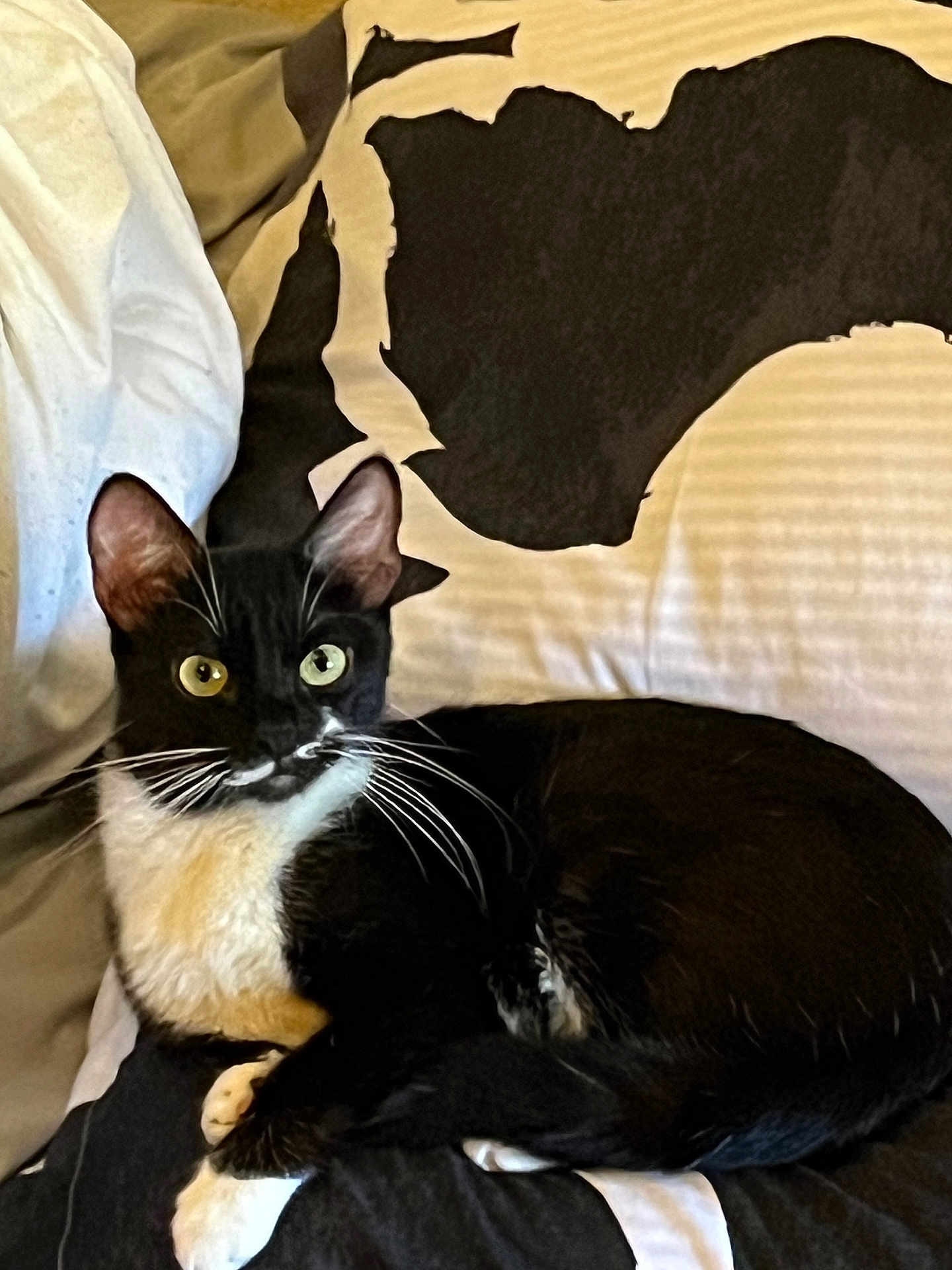 Coco