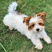 Gabby joined the competition — help win amazing prizes! puppy, dog, grass, outdoor, cute, fluffy, pet, animal, lying_down, fur, brown, white, small_dog, looking_up, nature, adorable, young_dog, playful, ears, nose