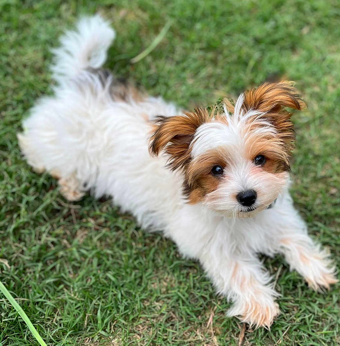 Gabby joined the competition — help win amazing prizes! puppy, dog, grass, outdoor, cute, fluffy, pet, animal, lying_down, fur, brown, white, small_dog, looking_up, nature, adorable, young_dog, playful, ears, nose