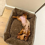 Taïaut participe au concours pour gagner de l'argent avec cette photo : animal, brown, comfort, corner, cozy, cute, dog, dog_bed, fluffy, fur, home, indoor, napping, pet, puppy, relaxed, resting, sleeping, small_dog, wooden_floor