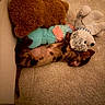 Taïaut participe au concours pour gagner de l'argent avec cette photo : animal, brown, carpet, cozy, cute, dachshund, dog, fur, home, indoor, multicolor, pet, plush_toys, puppy, relaxation, resting, sleeping, soft, stuffed_animals, toy