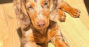 Taïaut participe au concours pour gagner de l'argent avec cette photo : adorable, animal, brown, canine, cute, dog, flooring, fur, home, indoor, laying, light, natural_light, pet, puppy, relaxed, shadow, sunlight, wooden_floor, young