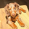 adorable, animal, brown, canine, cute, dog, flooring, fur, home, indoor, laying, light, natural_light, pet, puppy, relaxed, shadow, sunlight, wooden_floor, young