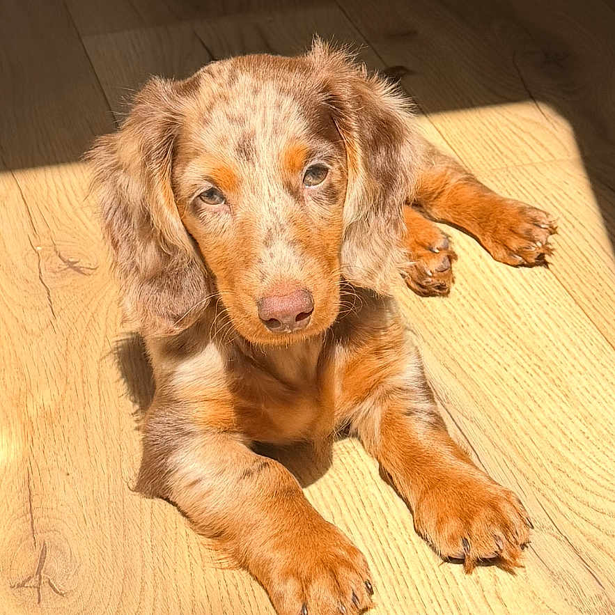 Taïaut participe au concours pour gagner de l'argent avec cette photo : adorable, animal, brown, canine, cute, dog, flooring, fur, home, indoor, laying, light, natural_light, pet, puppy, relaxed, shadow, sunlight, wooden_floor, young