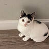 cat, white_cat, black_markings, pet, animal, indoor, floor, wooden_floor, sitting, looking, curious, ears, whiskers, fur, mammal, domestic_animal, feline, cute, young_cat, closeup