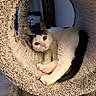cat, black_and_white, cat_tunnel, carpeted, indoor, pet, feline, relaxed, cute, curious, animal, soft_texture, resting, whiskers, pink_nose, ears, paws, tail, home, cozy