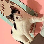 Arrozita Mazapan is registered to the contest to win money with this photo: cat, black_and_white, pet, indoor, curious, feline, animal, wall, pink, sign, fur, whiskers, ears, eyes, paws, domestic, cute, portrait, close_up, resting