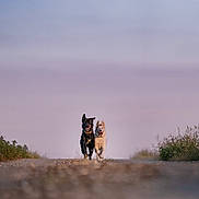 Velia Et Akira participe au concours pour gagner de l'argent avec cette photo : dog, running, outdoor, nature, path, grass, sky, animal, companions, happy, motion, friendship, sunset, field, playful, pets, canine, two_dogs, energy, open_space
