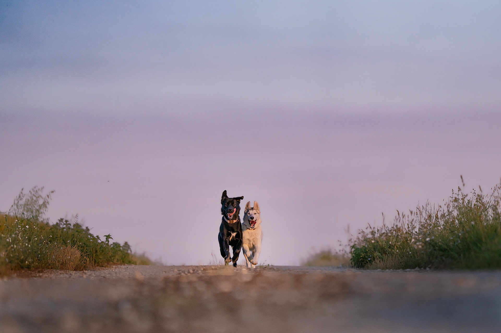 Velia Et Akira participe au concours pour gagner de l'argent avec cette photo : dog, running, outdoor, nature, path, grass, sky, animal, companions, happy, motion, friendship, sunset, field, playful, pets, canine, two_dogs, energy, open_space