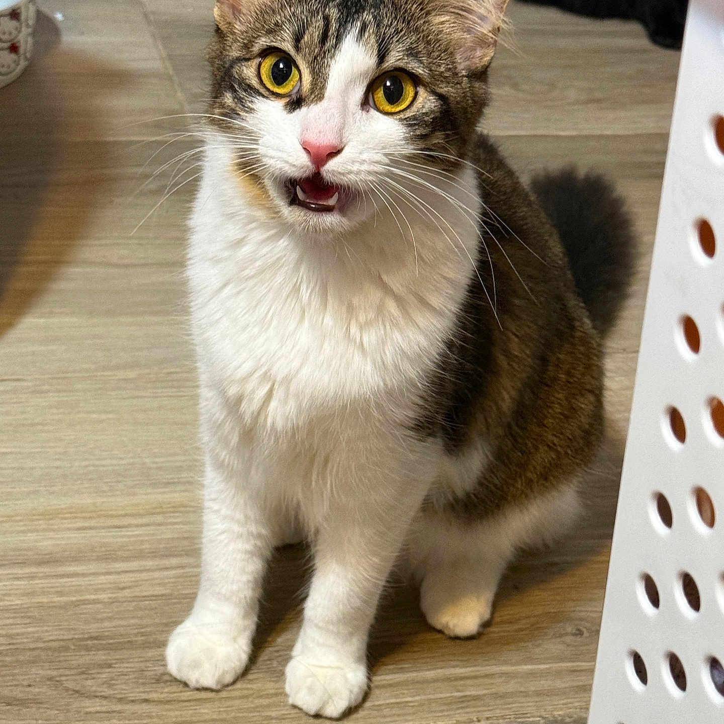 Luna joined the competition — help win amazing prizes! animal, background, black_cat, cat, curious, domestic_animal, feline, fur, household, indoor, meowing, pet, pink_nose, portrait, sitting, striped_fur, whiskers, white_paws, wooden_floor, yellow_eyes