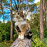 Noisette a rejoint le concours — aidez-le/la à gagner de superbes lots ! animal, blue_sky, cat, fallen_tree, fluffy_cat, forest, fur, greenery, long_hair, nature, outdoor, perching, pet, sitting, sunlight, tree, tree_trunk, whiskers, wildlife, woodland