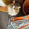 Noisette participe au concours pour gagner de l'argent avec cette photo : animal, bowl, cat, curious, floor, fluffy_cat, food_bag, green_eyes, home, indoors, kibble, long_hair, looking_up, mat, patterned_mat, pet, pet_food, portrait, whiskers, wood_floor