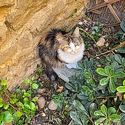 Noisette a rejoint le concours — aidez-le/la à gagner de superbes lots ! animal, bamboo_fence, blue_eyes, brown_fur, cat, fluffy, garden, greenery, ground, leaves, long_hair, natural_light, outdoor, pebbles, pet, plants, portrait, sitting, stone_wall, white_chest