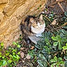 animal, bamboo_fence, blue_eyes, brown_fur, cat, fluffy, garden, greenery, ground, leaves, long_hair, natural_light, outdoor, pebbles, pet, plants, portrait, sitting, stone_wall, white_chest