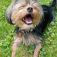 Tillie joined the competition — help win amazing prizes! dog, grass, outdoor, happy, pet, animal, fur, collar, tongue, mouth_open, playful, nature, canine, smiling, paw, greenery, tongue_out, cute, shaggy, lying_down