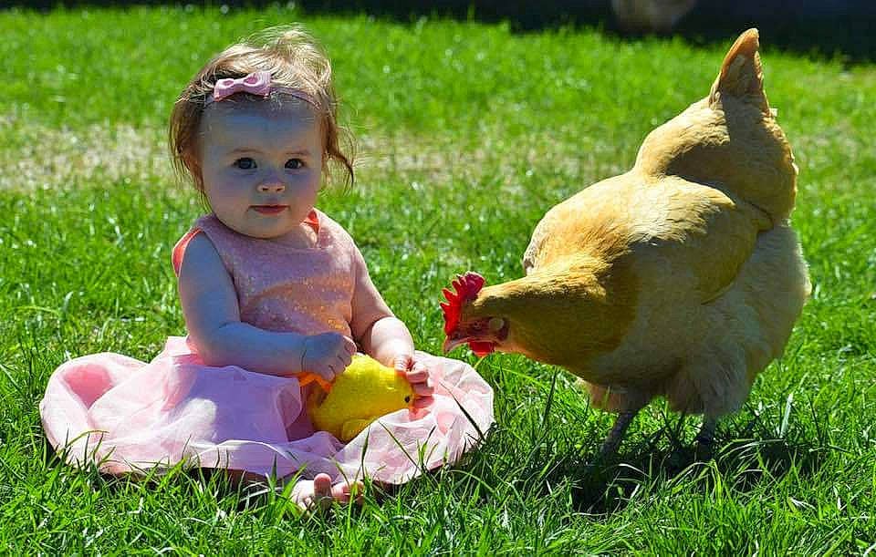 Emrie is registered to the contest to win money with this photo: bird, chicken, child, duck, galliformes, grass, happy, lawn, livestock, meadow, pasture, person, play, poultry, rooster, toddler