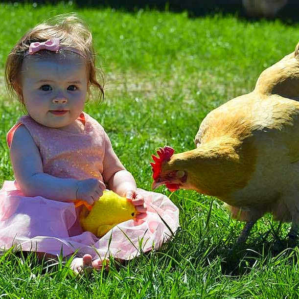 Emrie is registered to the contest to win money with this photo: bird, chicken, child, duck, galliformes, grass, happy, lawn, livestock, meadow, pasture, person, play, poultry, rooster, toddler
