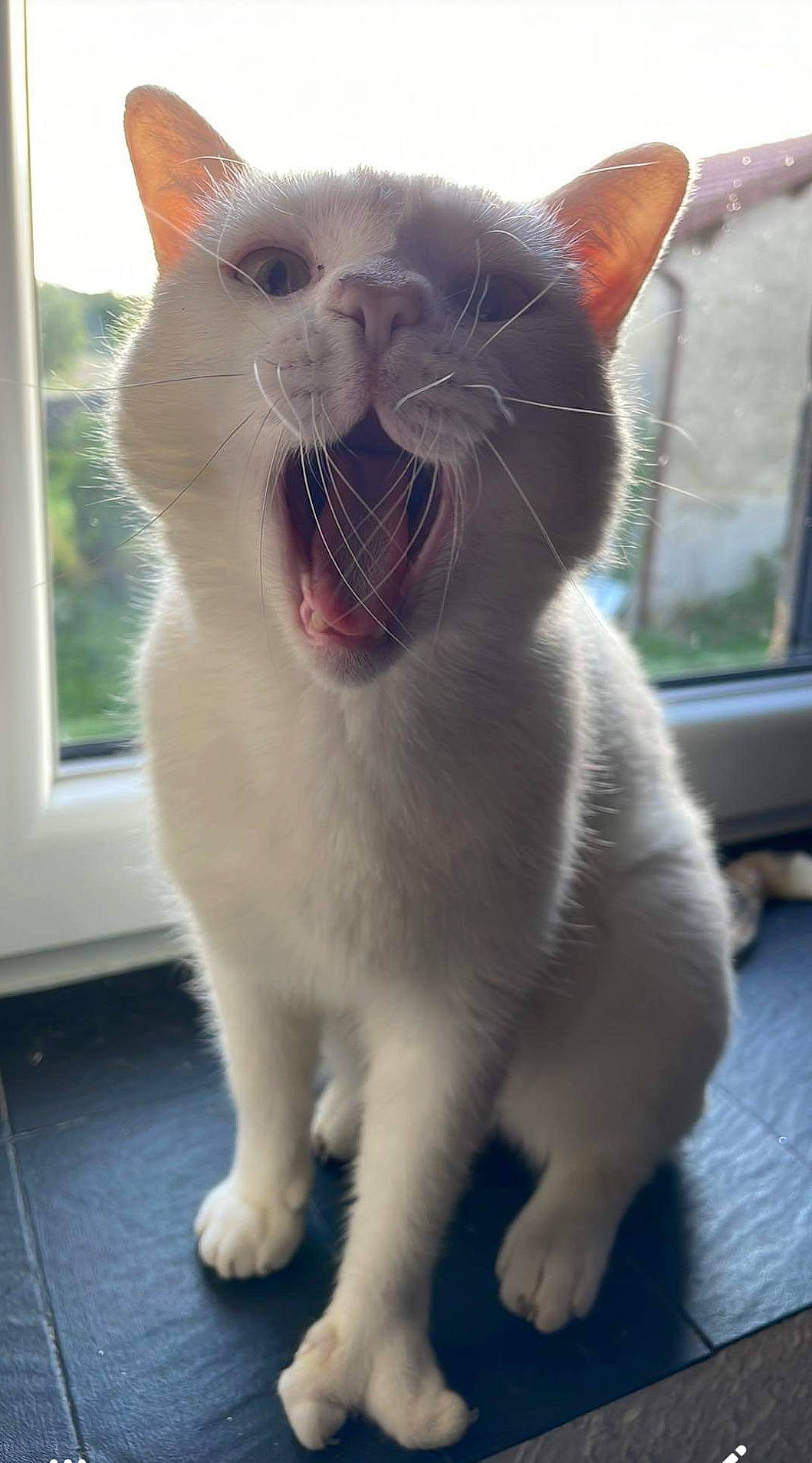 Ohanna participe au concours pour gagner de l'argent avec cette photo : carnivore, cat, collar, domestic_short_haired_cat, fang, felidae, fur, iris, jaw, paw, photo_caption, roar, small_to_medium_sized_cats, snout, tail, terrestrial_animal, whiskers, white, window, yawn