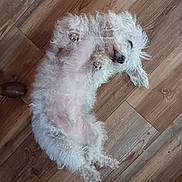 Babygirl joined the competition — help win amazing prizes! dog, white, fluffy, lying_down, belly_up, wooden_floor, pet, cute, relaxed, playful, indoor, fur, animal, small_dog, paw, ears, nose, sleepy, domestic, companion