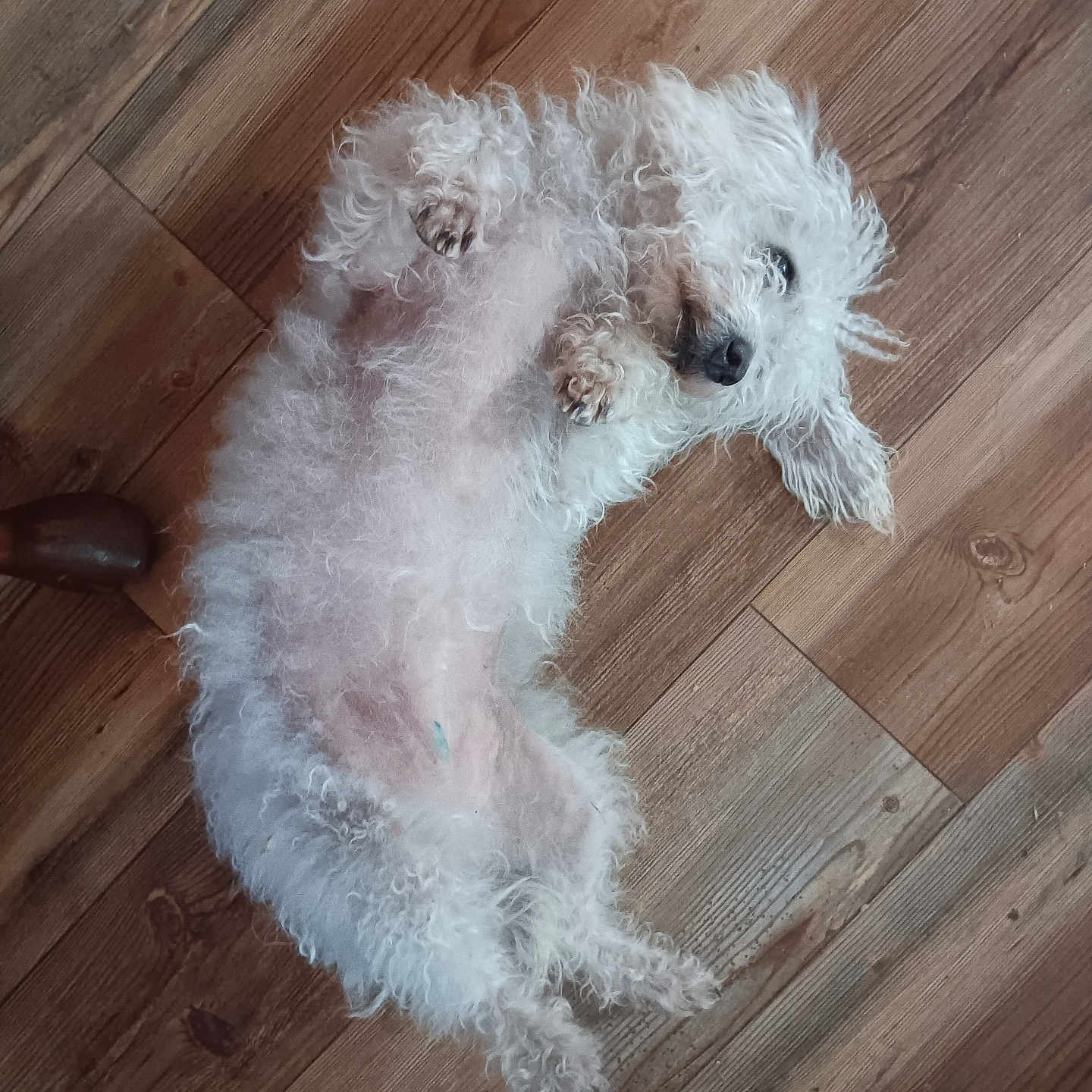 Babygirl joined the competition — help win amazing prizes! animal, belly_up, companion, cute, dog, domestic, ears, fluffy, fur, indoor, lying_down, nose, paw, pet, playful, relaxed, sleepy, small_dog, white, wooden_floor