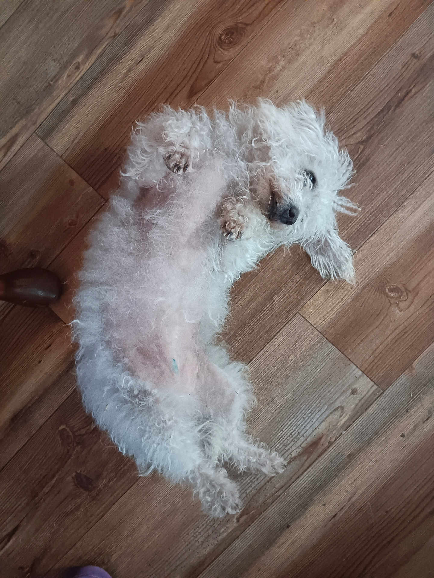 Babygirl joined the competition — help win amazing prizes! dog, white, fluffy, lying_down, belly_up, wooden_floor, pet, cute, relaxed, playful, indoor, fur, animal, small_dog, paw, ears, nose, sleepy, domestic, companion