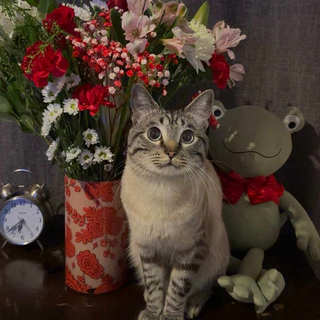 Zippy joined the competition — help win amazing prizes! alarm_clock, animal, cat, cute, decor, domestic_cat, flower_bouquet, frog_toy, green_leaves, indoor, pet, plush_toy, red_flowers, still_life, stuffed_animal, tabby_cat, table, vase, white_flowers, wooden_surface