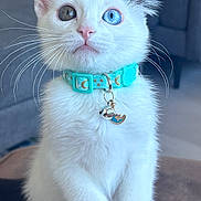 Luna is registered to the contest to win money with this photo: cat, kitten, white_fur, heterochromia, blue_eye, golden_eye, fluffy, whiskers, pointed_ears, turquoise_collar, pet_tag, charm, sitting, portrait, close_up, indoor, couch, cozy, cute, animal_photography