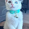 cat, kitten, white_fur, heterochromia, blue_eye, golden_eye, fluffy, whiskers, pointed_ears, turquoise_collar, pet_tag, charm, sitting, portrait, close_up, indoor, couch, cozy, cute, animal_photography