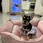 Bella is registered to the contest to win money with this photo: dog, puppy, french_bulldog, pet, pink_bed, bed, indoor, kitchen, cute, big_ears, black_and_tan, sitting, shirt, clothing, tile_floor, portrait, looking_at_camera, soft_fabric, domestic, young