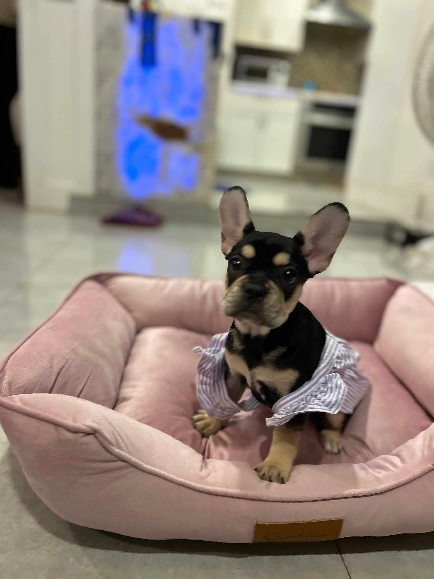 Bella is registered to the contest to win money with this photo: dog, puppy, french_bulldog, pet, pink_bed, bed, indoor, kitchen, cute, big_ears, black_and_tan, sitting, shirt, clothing, tile_floor, portrait, looking_at_camera, soft_fabric, domestic, young