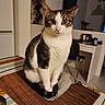 Sushi a rejoint le concours — aidez-le/la à gagner de superbes lots ! cat, tabby_cat, indoor, pet, animal, feline, sitting, table, cloth, mat, striped, white, brown, black, eyes, ears, furniture, room, chair, desk