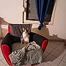 cat, armchair, blanket, leopard_print, red, black, gray, curtain, blue, window, tile_floor, indoor, shadow, furniture, pet, animal, sitting, cozy, home, curious
