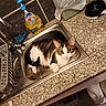 Sushi a rejoint le concours — aidez-le/la à gagner de superbes lots ! cat, tabby_cat, sink, kitchen, countertop, dish_soap, pet_bowl, domestic, indoor, curious, animal, feline, white_paws, stainless_steel, tile_wall, household, resting, looking_up, pet, cozy
