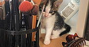 Sushi a rejoint le concours — aidez-le/la à gagner de superbes lots ! kitten, cat, makeup_brushes, brush_holder, hairbrush, keys, tabletop, curious, small, black_and_white, fur, whiskers, ears, pink_nose, indoor, clutter, cosmetics, chalkboard, paper, domestic