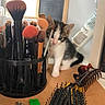 kitten, cat, makeup_brushes, brush_holder, hairbrush, keys, tabletop, curious, small, black_and_white, fur, whiskers, ears, pink_nose, indoor, clutter, cosmetics, chalkboard, paper, domestic